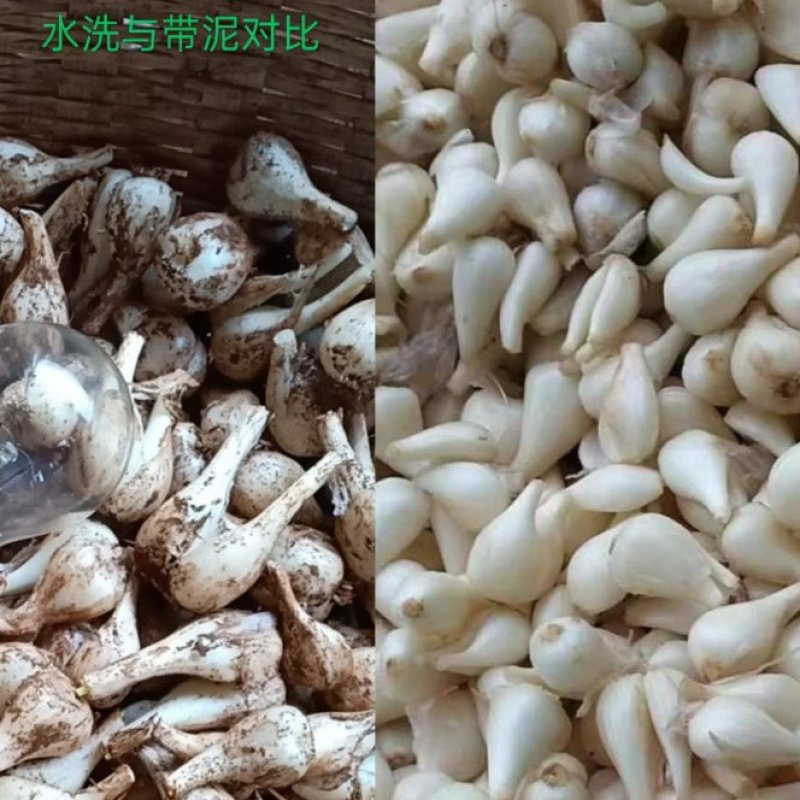云南开远碑格乡万亩生态藠头即将成熟上市