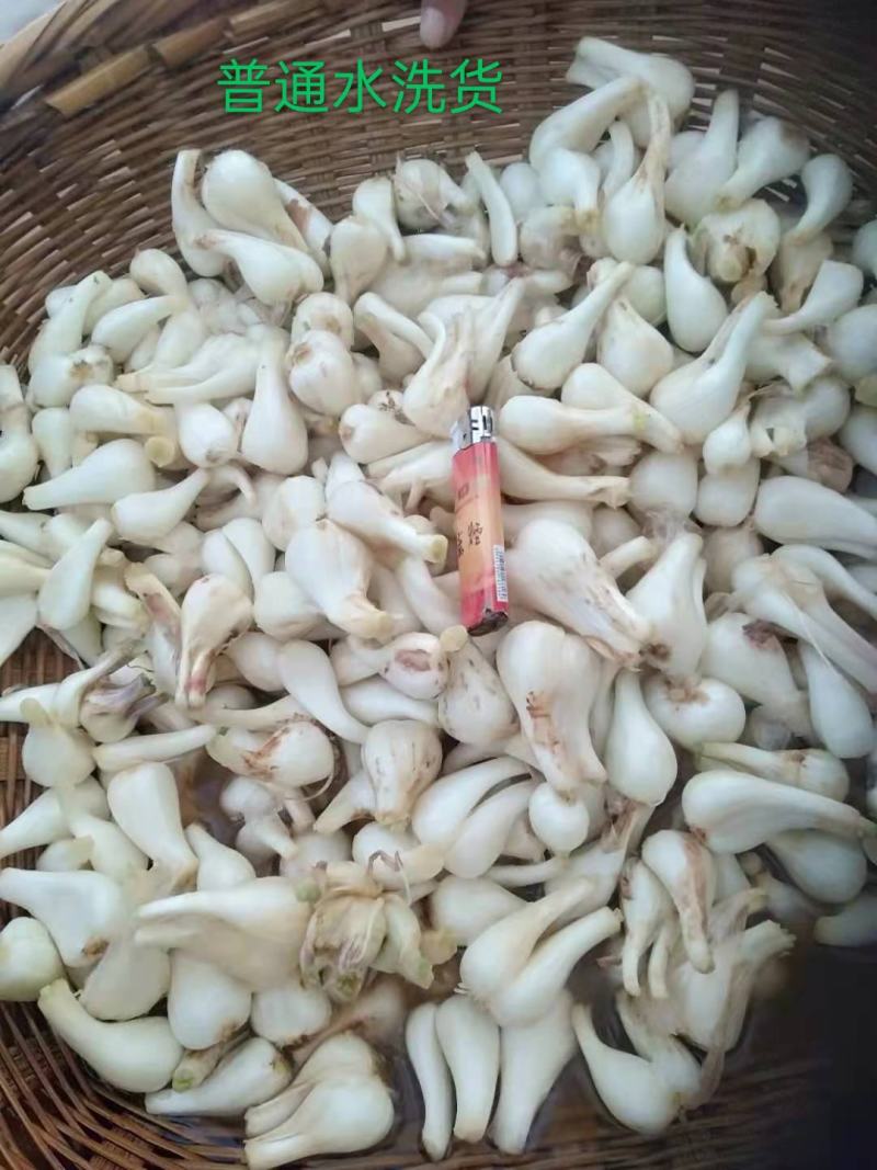云南开远碑格乡万亩生态藠头即将成熟上市