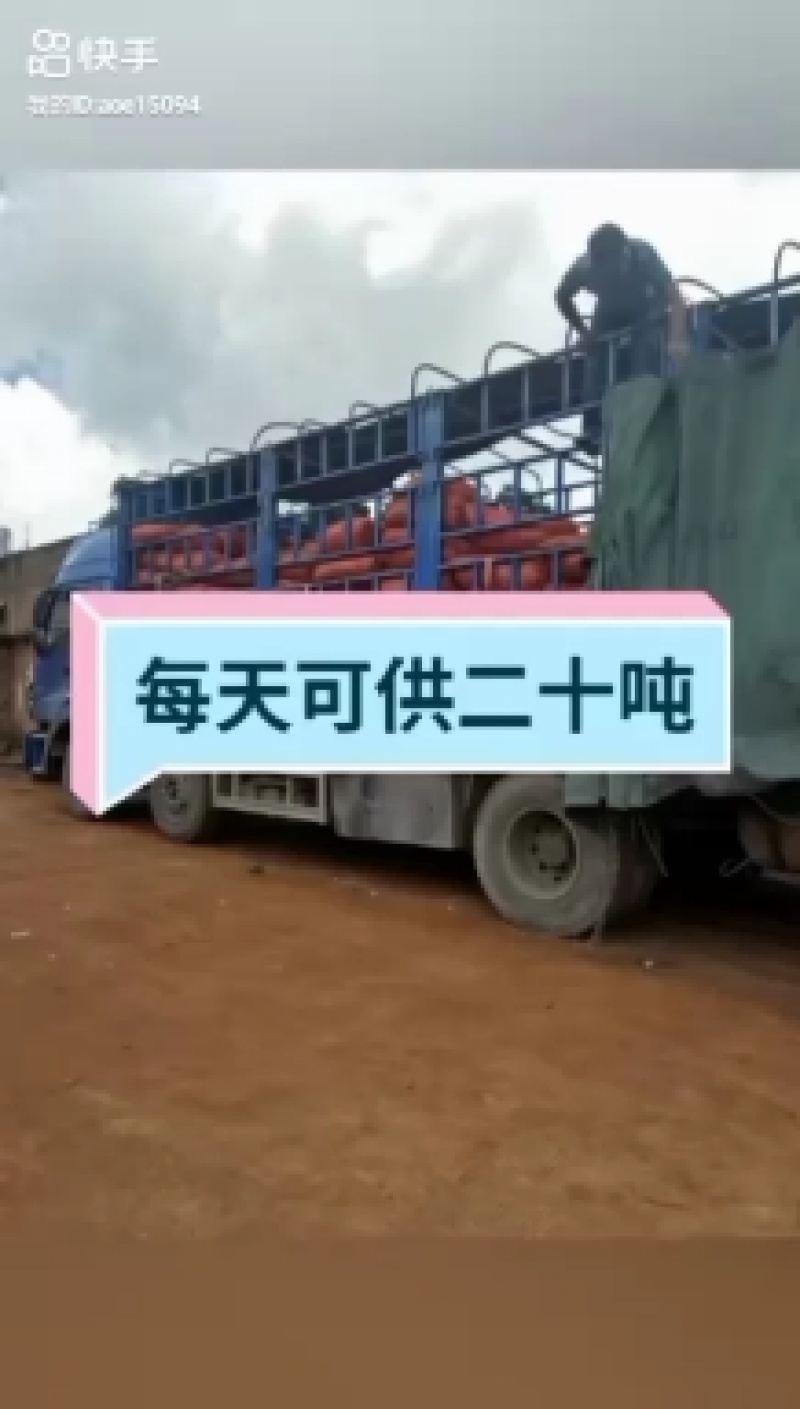 云南开远碑格乡万亩生态藠头即将成熟上市