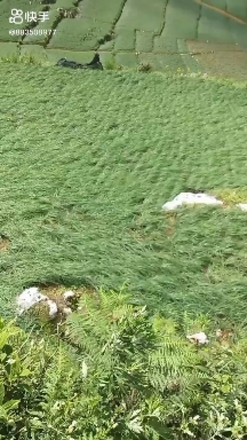 云南开远碑格乡万亩生态藠头即将成熟上市
