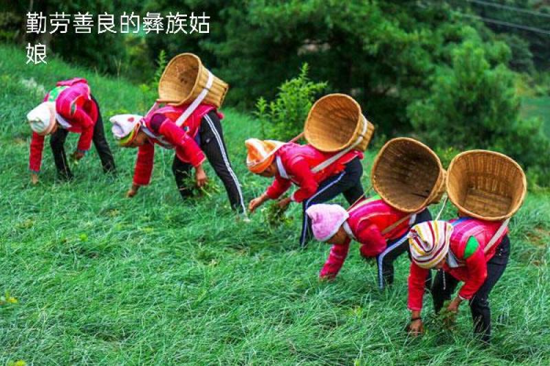云南开远碑格乡万亩生态藠头即将成熟上市