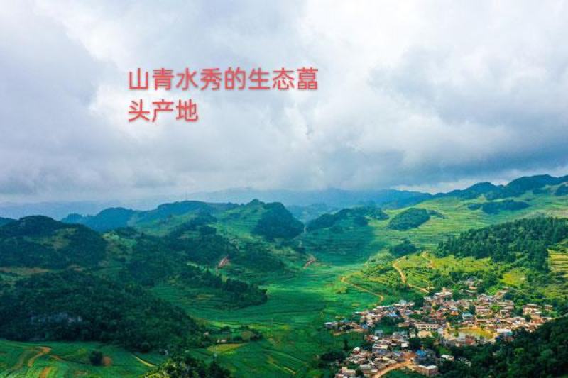 云南开远碑格乡万亩生态藠头即将成熟上市
