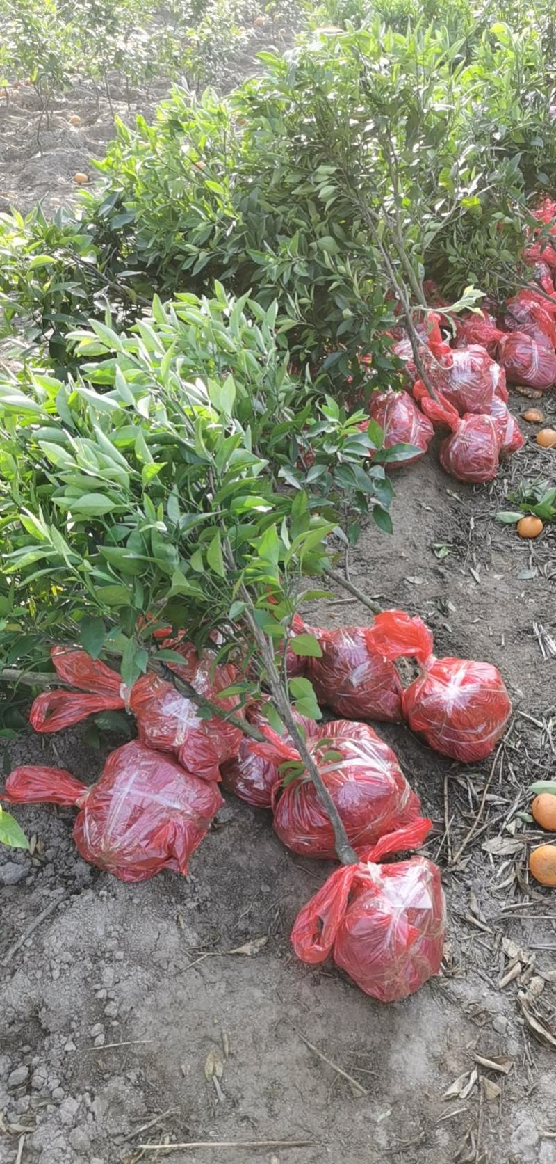 沃柑苗沃柑移栽苗靓苗种一年就可以挂果