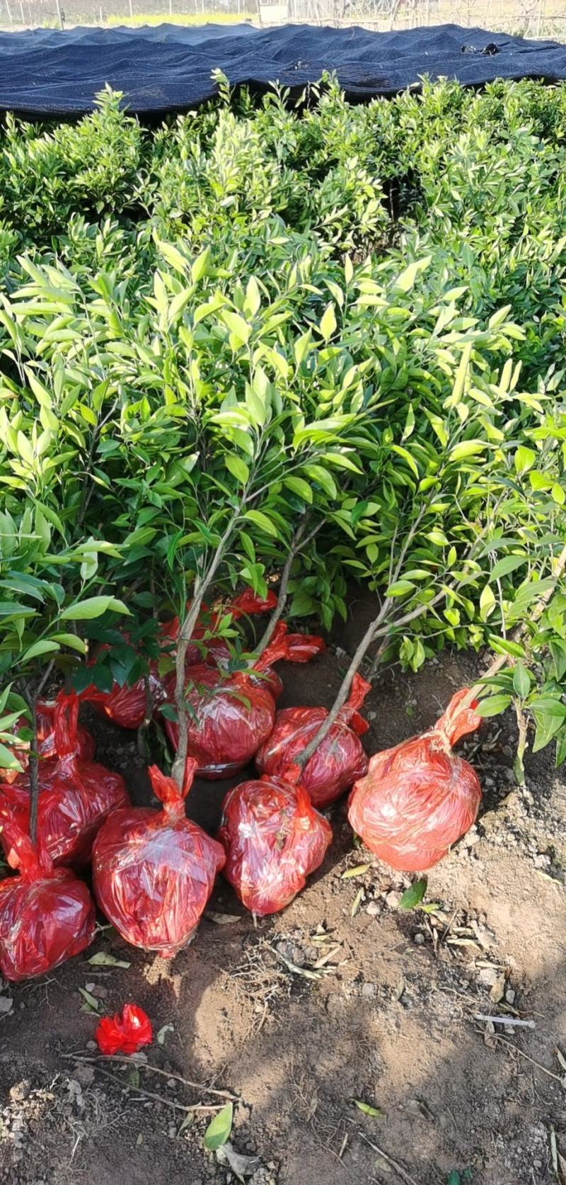沃柑苗沃柑移栽苗靓苗种一年就可以挂果