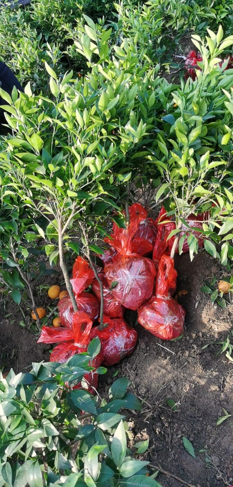 沃柑苗沃柑移栽苗靓苗种一年就可以挂果