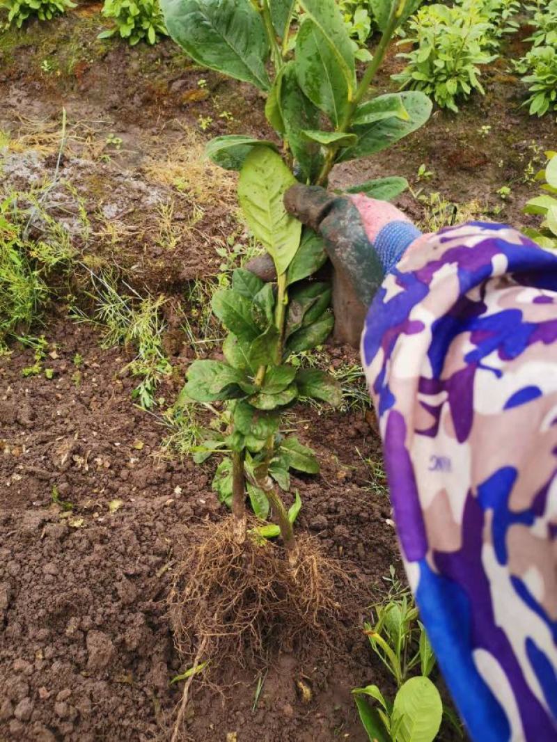 香水柠檬苗，包正宗假一赔十四季香水柠檬苗提供免费种植技术