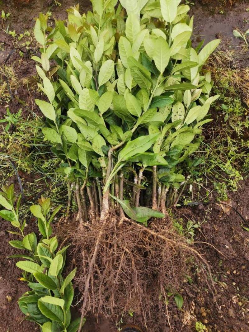 香水柠檬苗，包正宗假一赔十四季香水柠檬苗提供免费种植技术