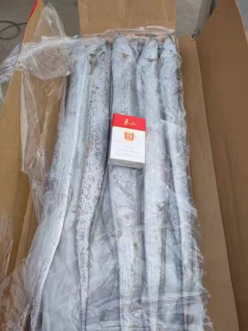 舟山帶魚大量批發