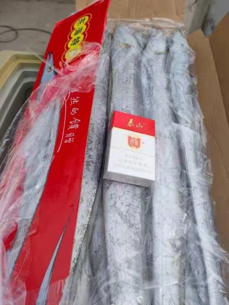 舟山帶魚大量批發