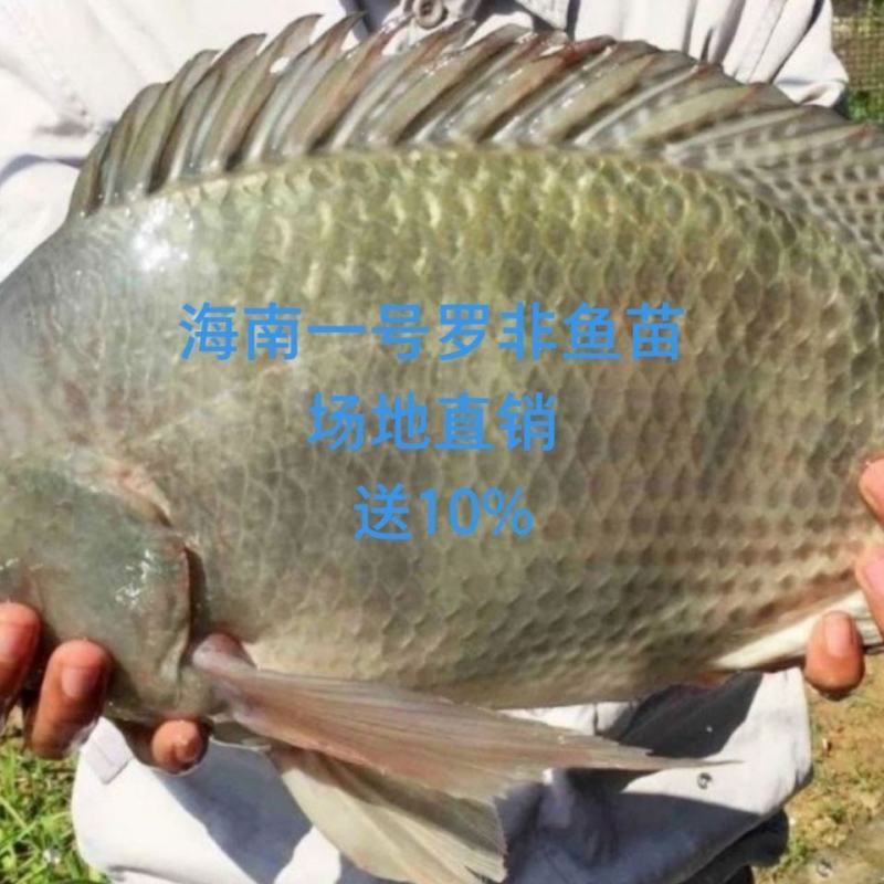 【脆肉罗非鱼】吉富罗非鱼苗，海南一号罗非鱼苗，
