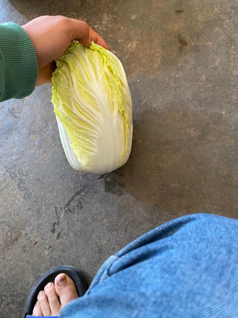 精品娃娃菜基地直供一手货源品质保证诚信经营欢迎采购