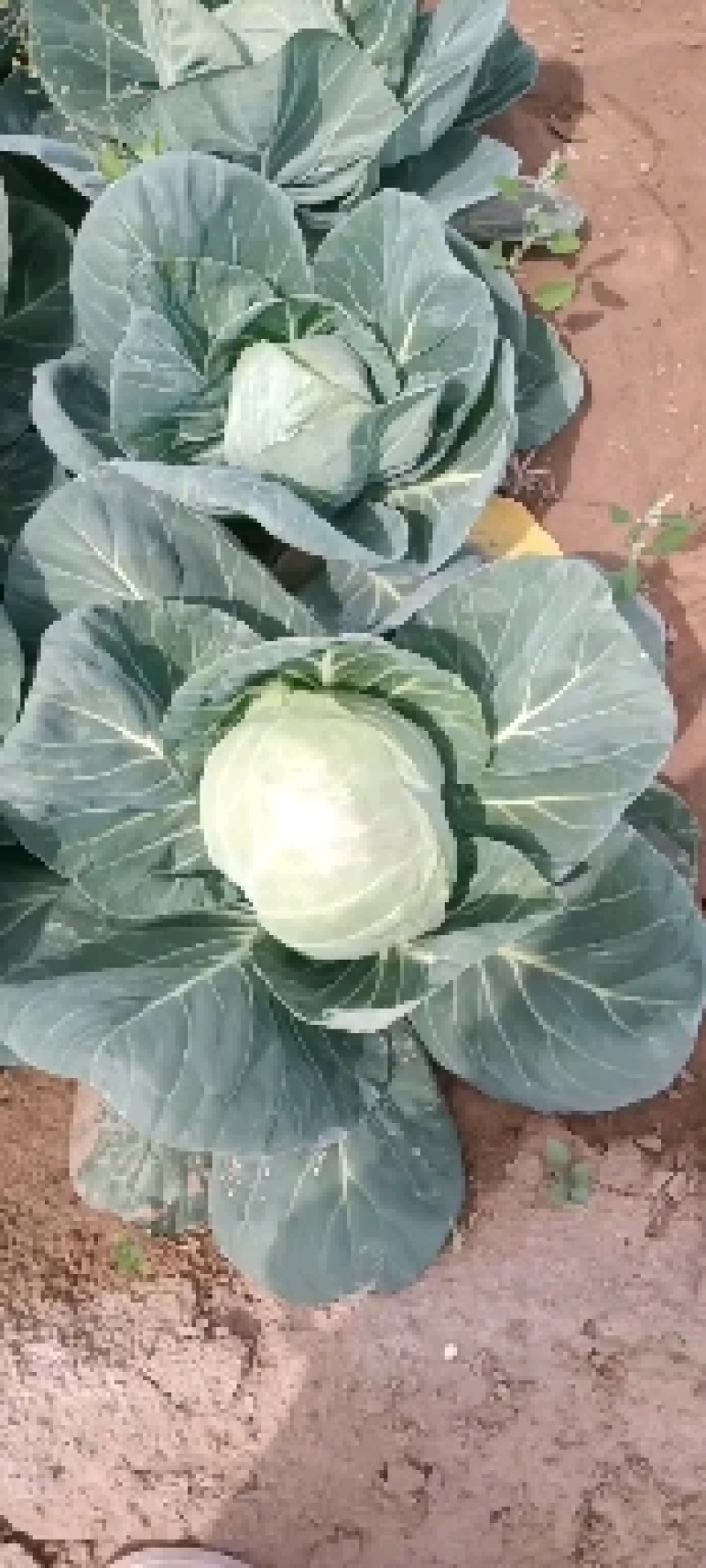 包菜有货