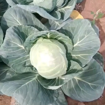 包菜有货