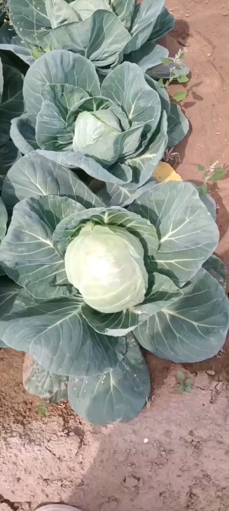 包菜有货