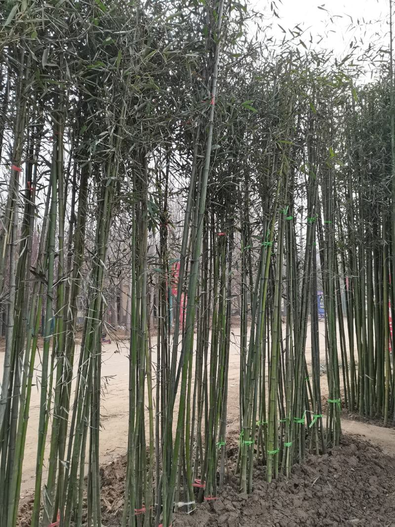 竹子刚竹、毛竹、若竹、笔竹产地