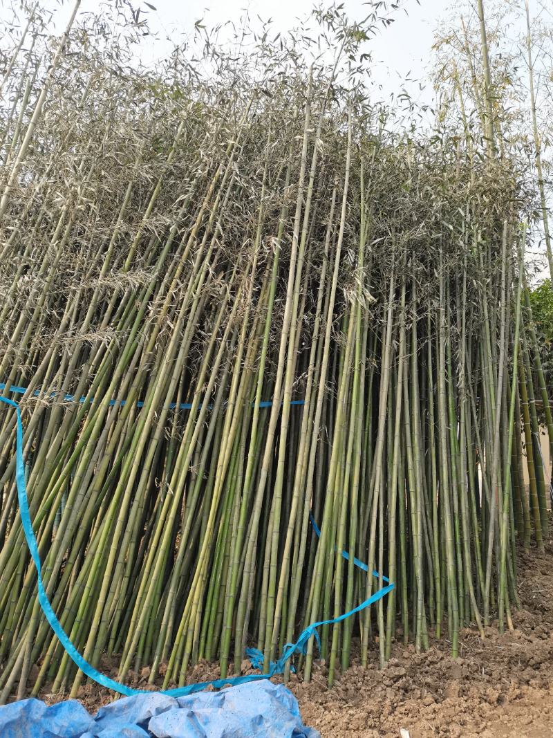 竹子刚竹、毛竹、若竹、笔竹产地