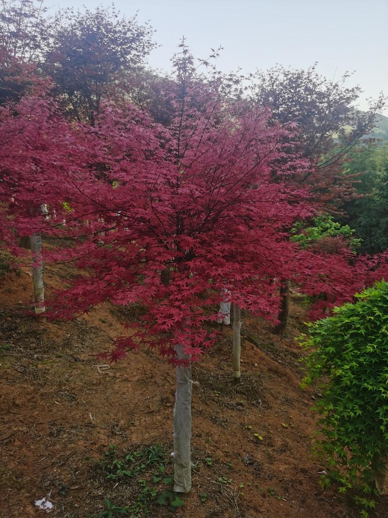 红小袖枫王之称，红枫枫树，红的漂亮诱人，叶片色彩多样化
