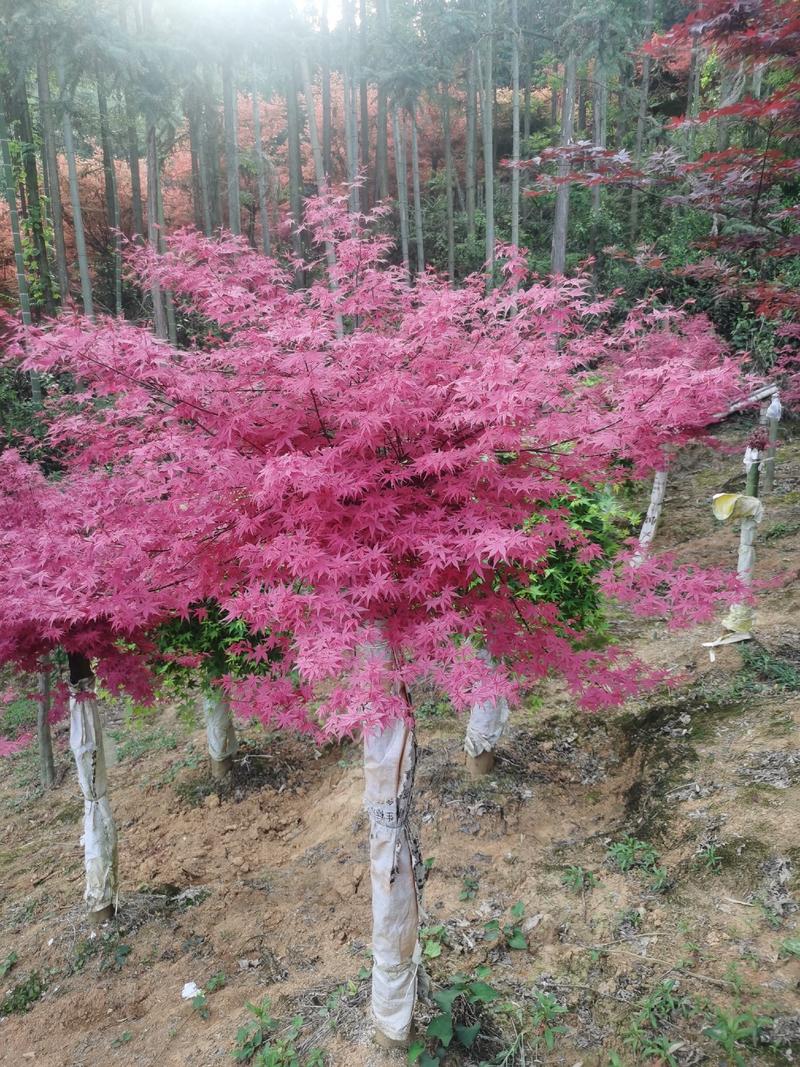 红小袖枫王之称，红枫枫树，红的漂亮诱人，叶片色彩多样化