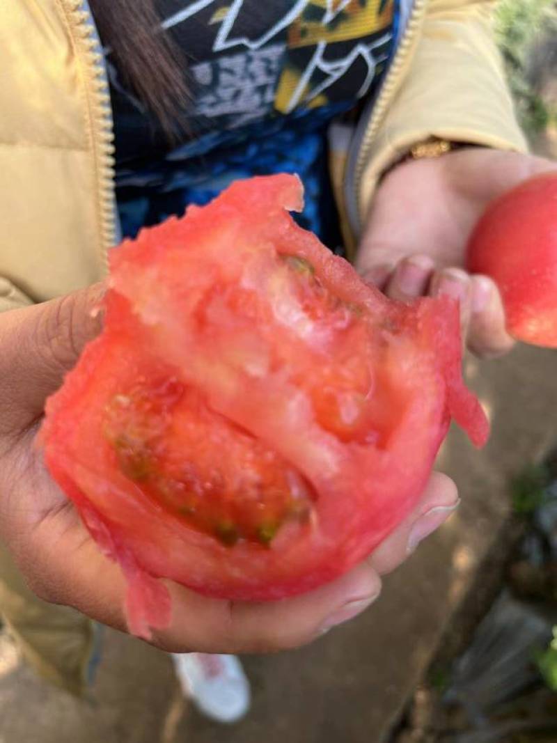 硬果毛粉柿子
