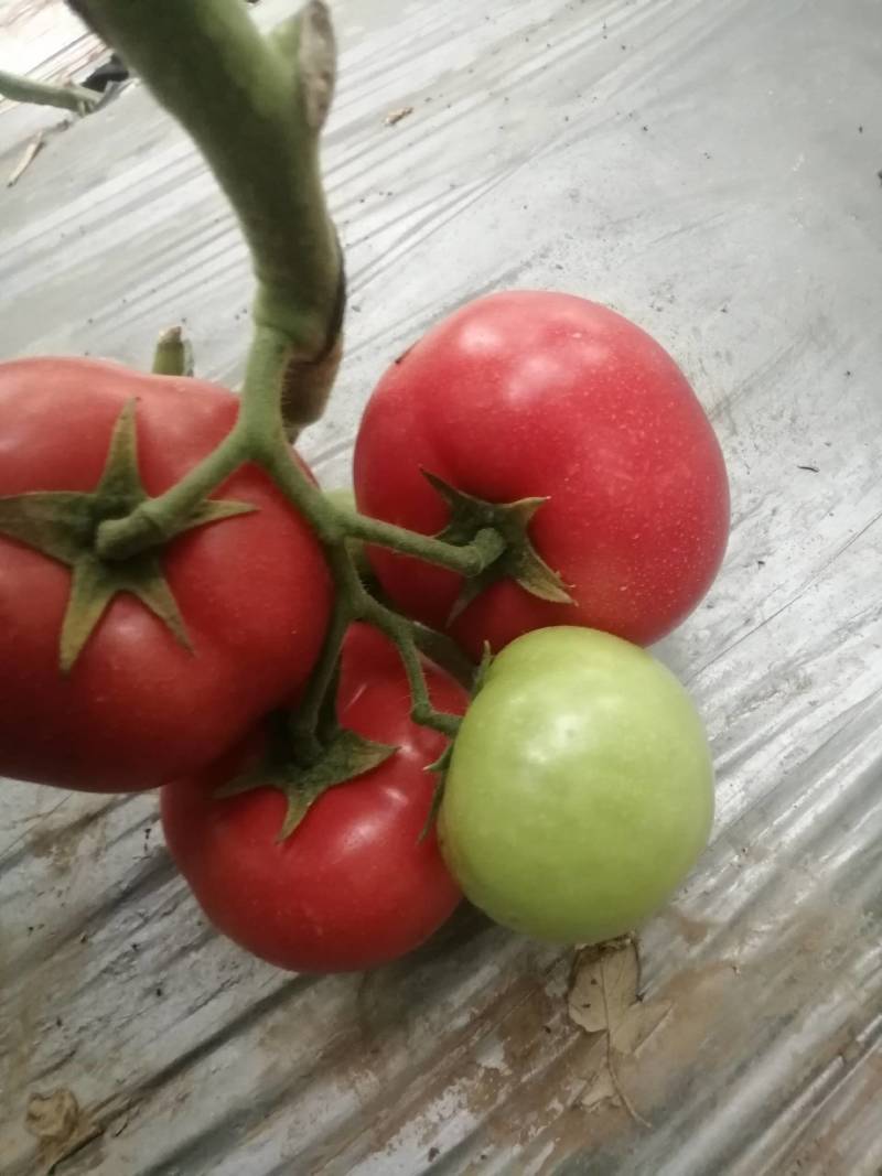 硬果毛粉柿子