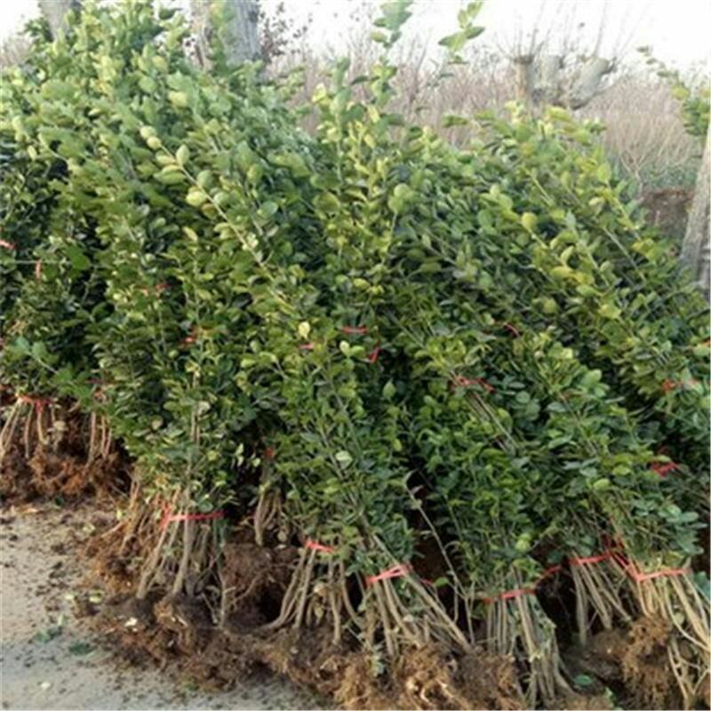 北海道黄杨围墙树苗庭院绿化苗中国冬别墅耐寒四季常青