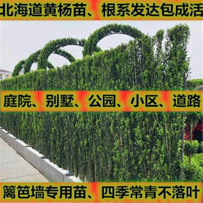 北海道黄杨围墙树苗庭院绿化苗中国冬别墅耐寒四季常青