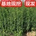 北海道黄杨围墙树苗庭院绿化苗中国冬别墅耐寒四季常青