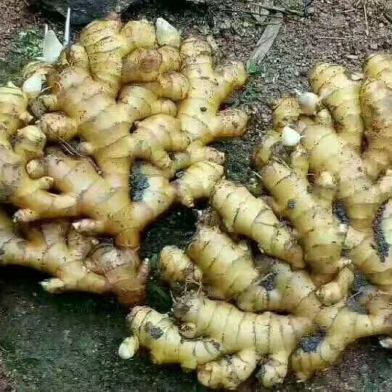 山东生姜产地生姜大量批发供应，长年供应，大黄姜，小黄姜，