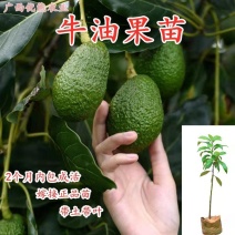 哈斯牛油果嫁接树苗南方种植墨西哥品种博恩带土发货
