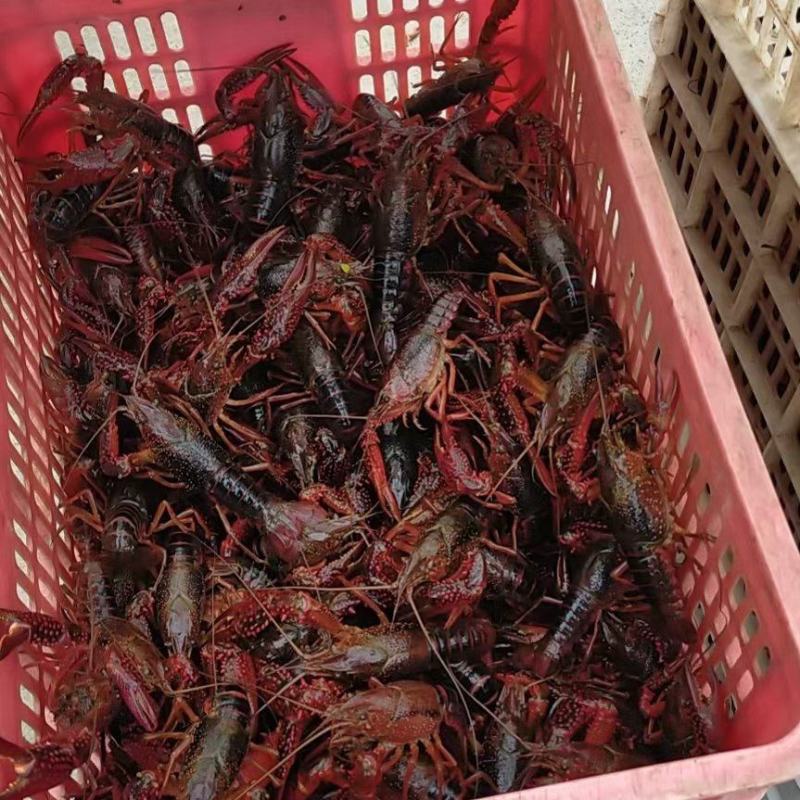 龙虾