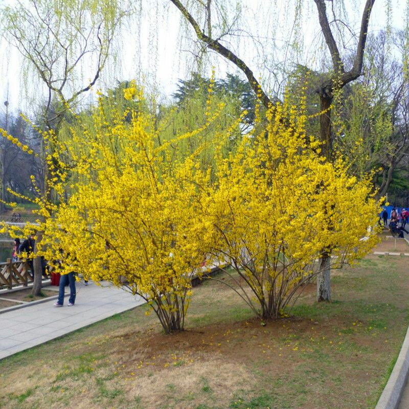 花卉盆栽连翘花苗黄老虎树苗庭院地栽植物阳台四季耐寒室内外