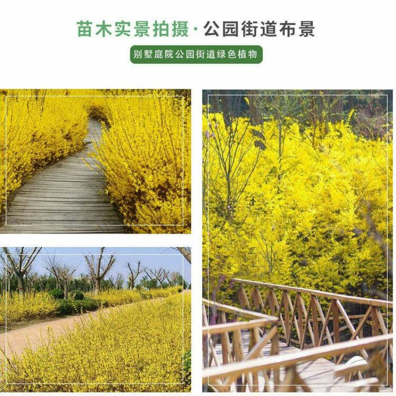 花卉盆栽连翘花苗黄老虎树苗庭院地栽植物阳台四季耐寒室内外
