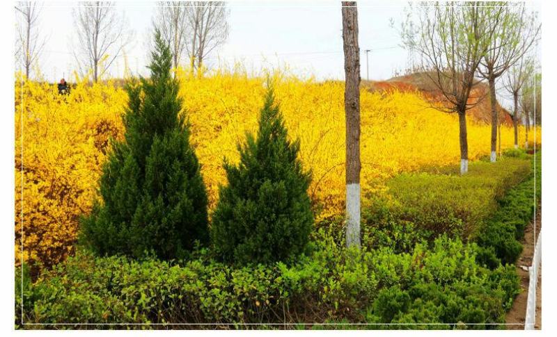 花卉盆栽连翘花苗黄老虎树苗庭院地栽植物阳台四季耐寒室内外