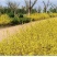 花卉盆栽连翘花苗黄老虎树苗庭院地栽植物阳台四季耐寒室内外
