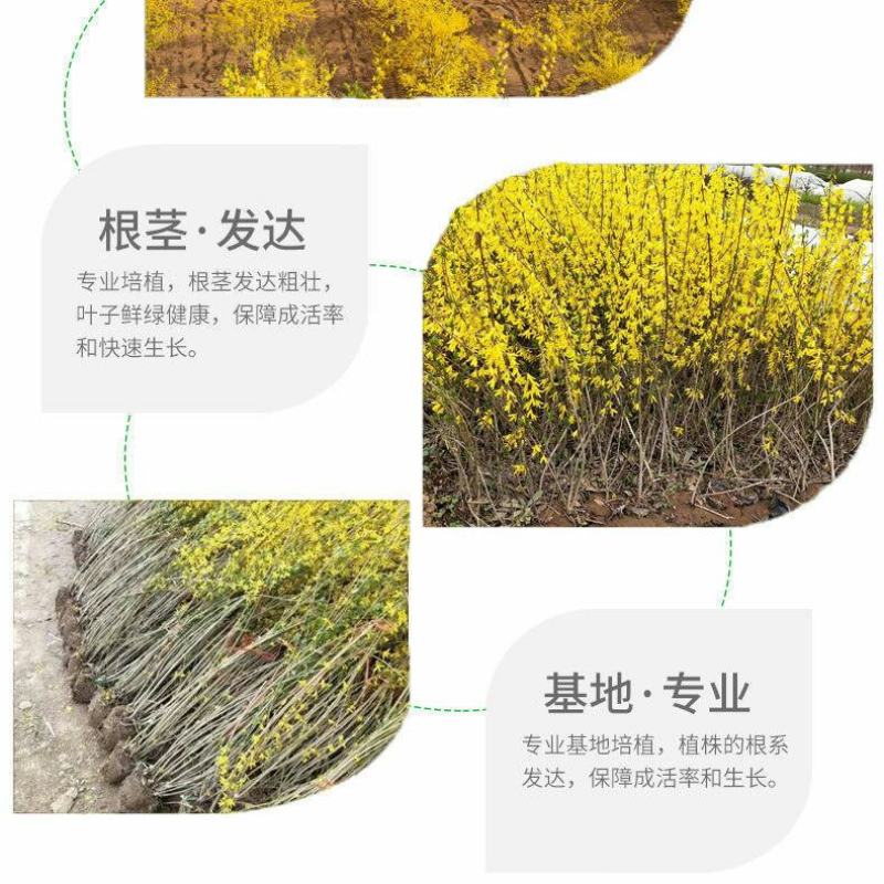 花卉盆栽连翘花苗黄老虎树苗庭院地栽植物阳台四季耐寒室内外