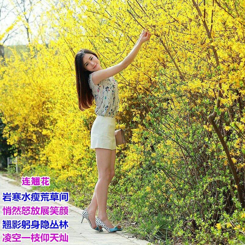 花卉盆栽连翘花苗黄老虎树苗庭院地栽植物阳台四季耐寒室内外
