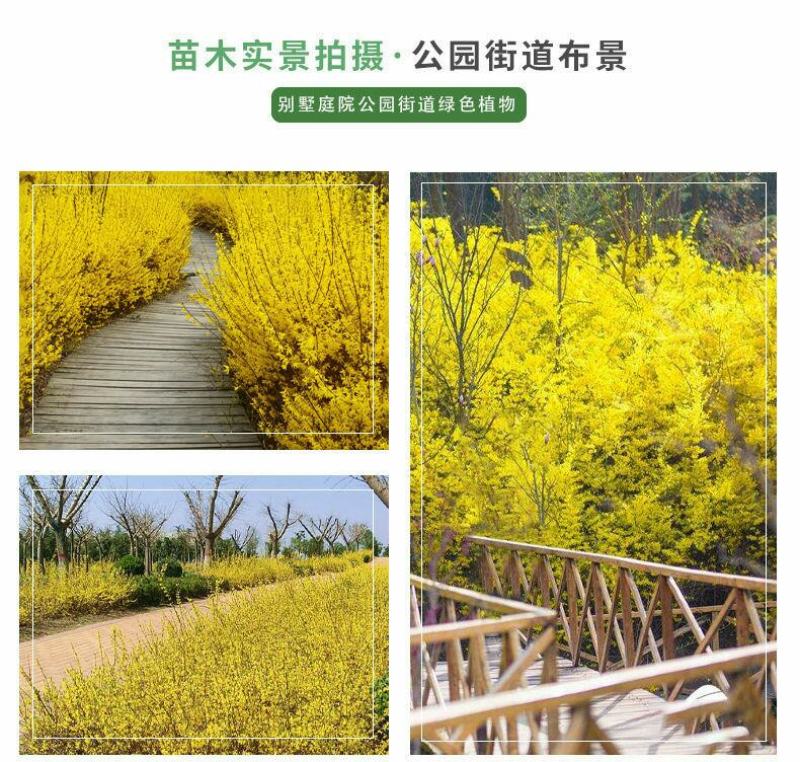花卉盆栽连翘花苗黄老虎树苗庭院地栽植物阳台四季耐寒室内外