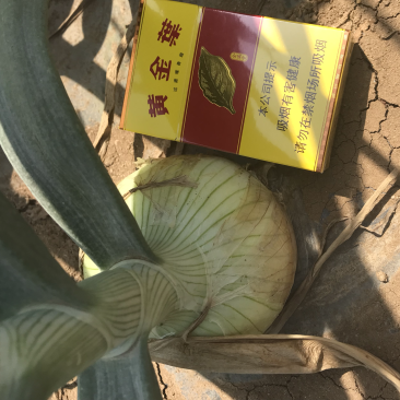 洋葱