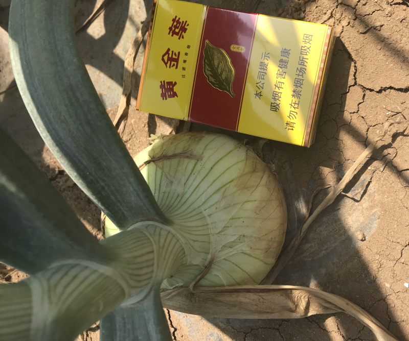 洋葱