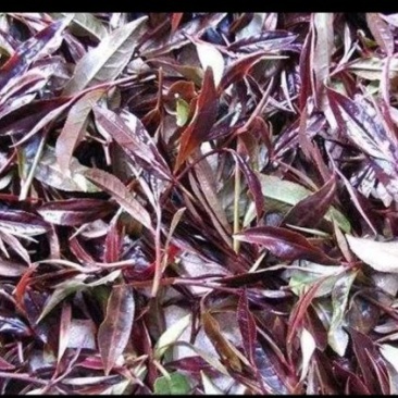 紫鹃生态普洱精品茶（雲极岚荘品质有保障）