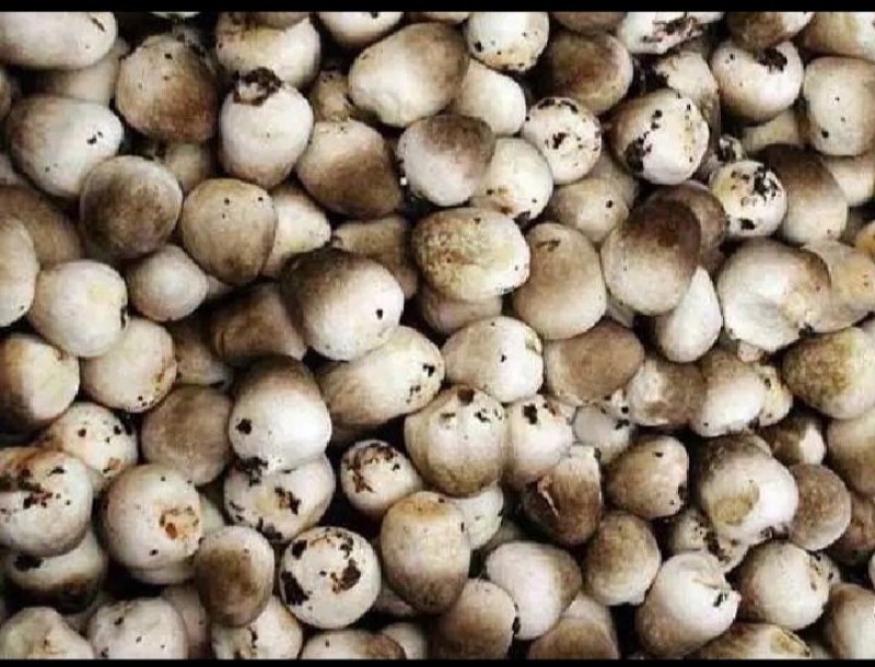 草菇菌种，栽培菌种母种，原种，栽培种，给栽培技术包回收