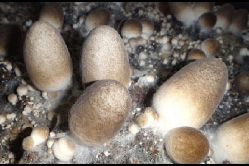草菇菌种，栽培菌种母种，原种，栽培种，给栽培技术包回收