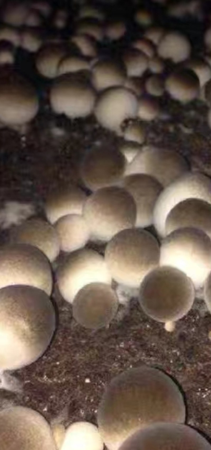 草菇菌种，栽培菌种母种，原种，栽培种，给栽培技术包回收