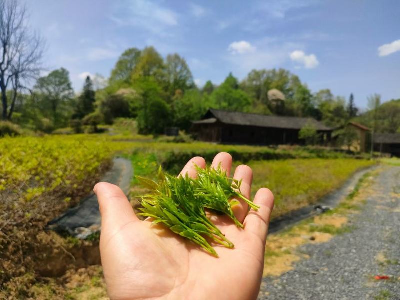 藤茶