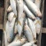 海鲫鱼赤眼鱼九九鱼冻盘10斤净重15斤净重