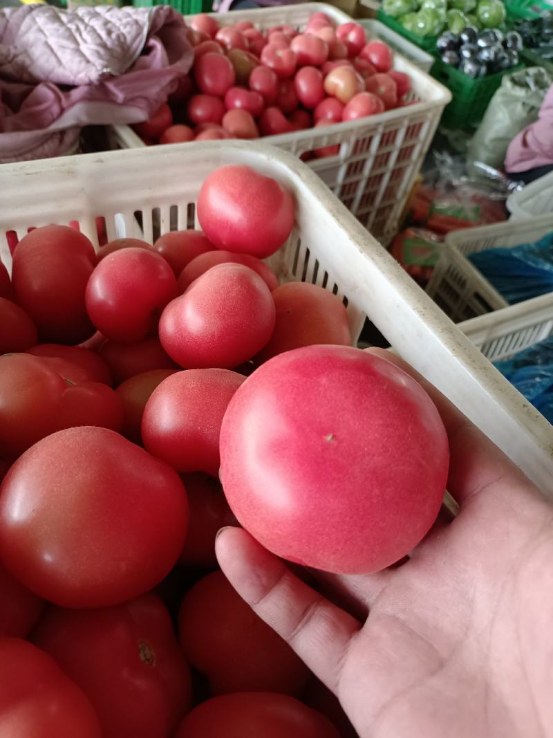 硬粉西红柿