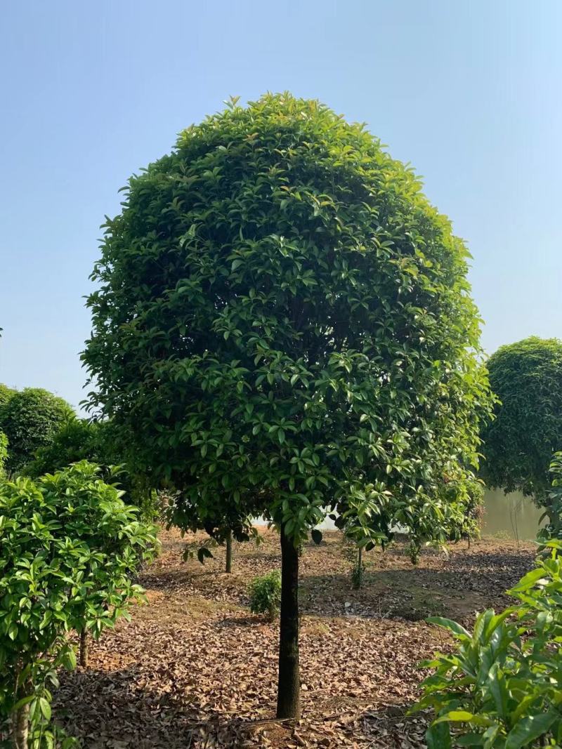 黄金桂花树大规格桂花树独杆丛生，金桂，丹桂2到30公分