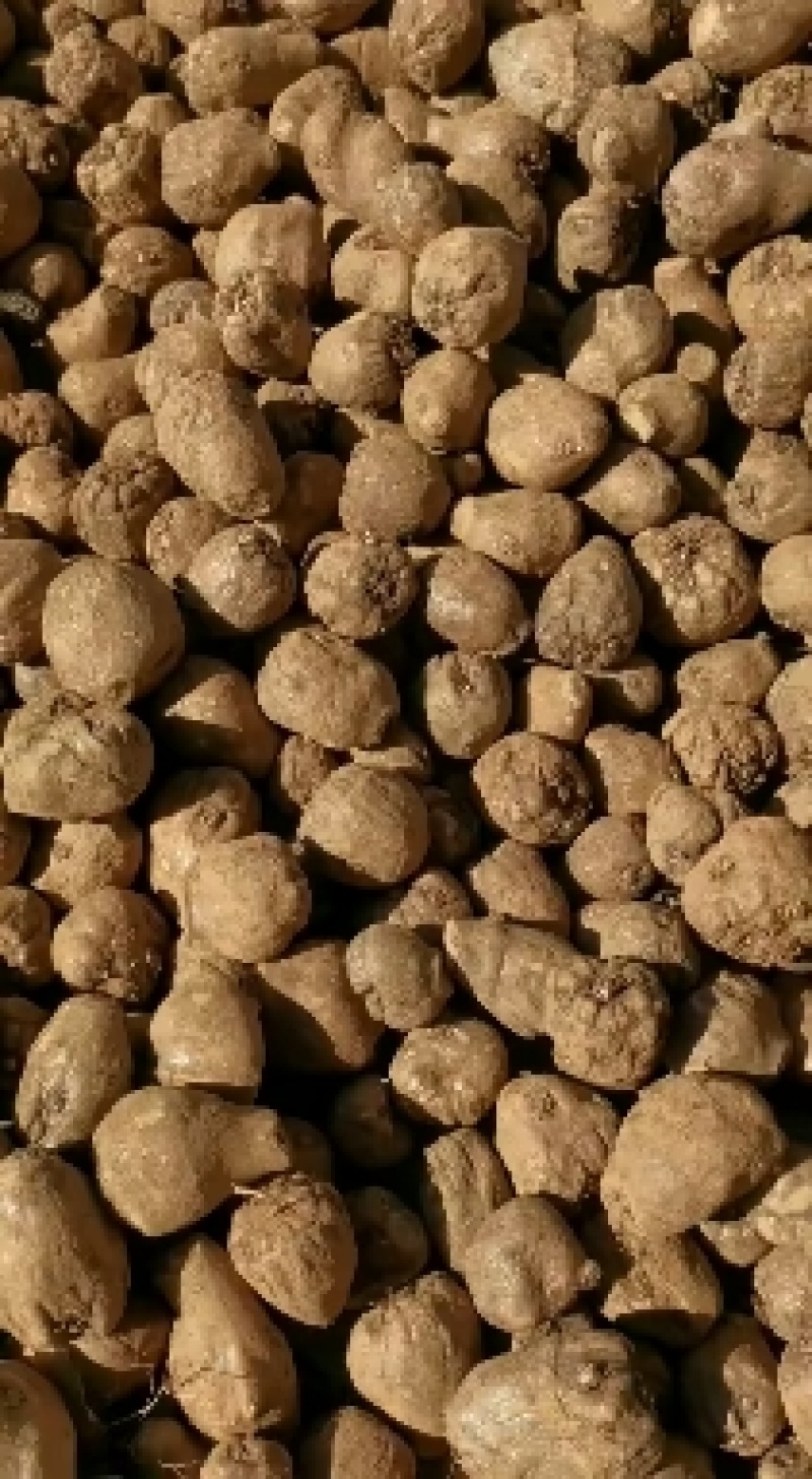 大量有货，云南花魔芋种子，免费提供技术指导，签回收合同