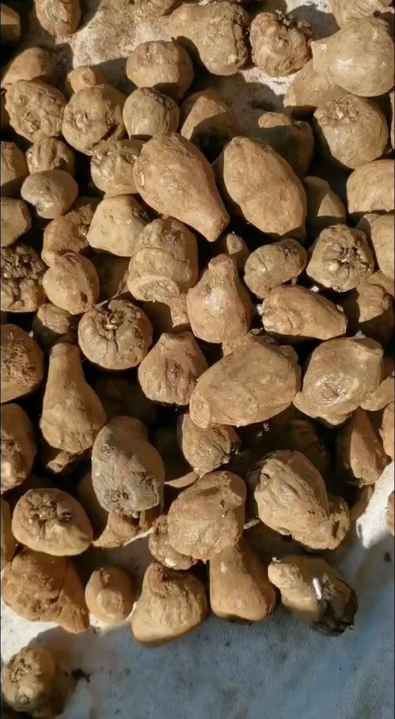 大量有货，云南花魔芋种子，免费提供技术指导，签回收合同