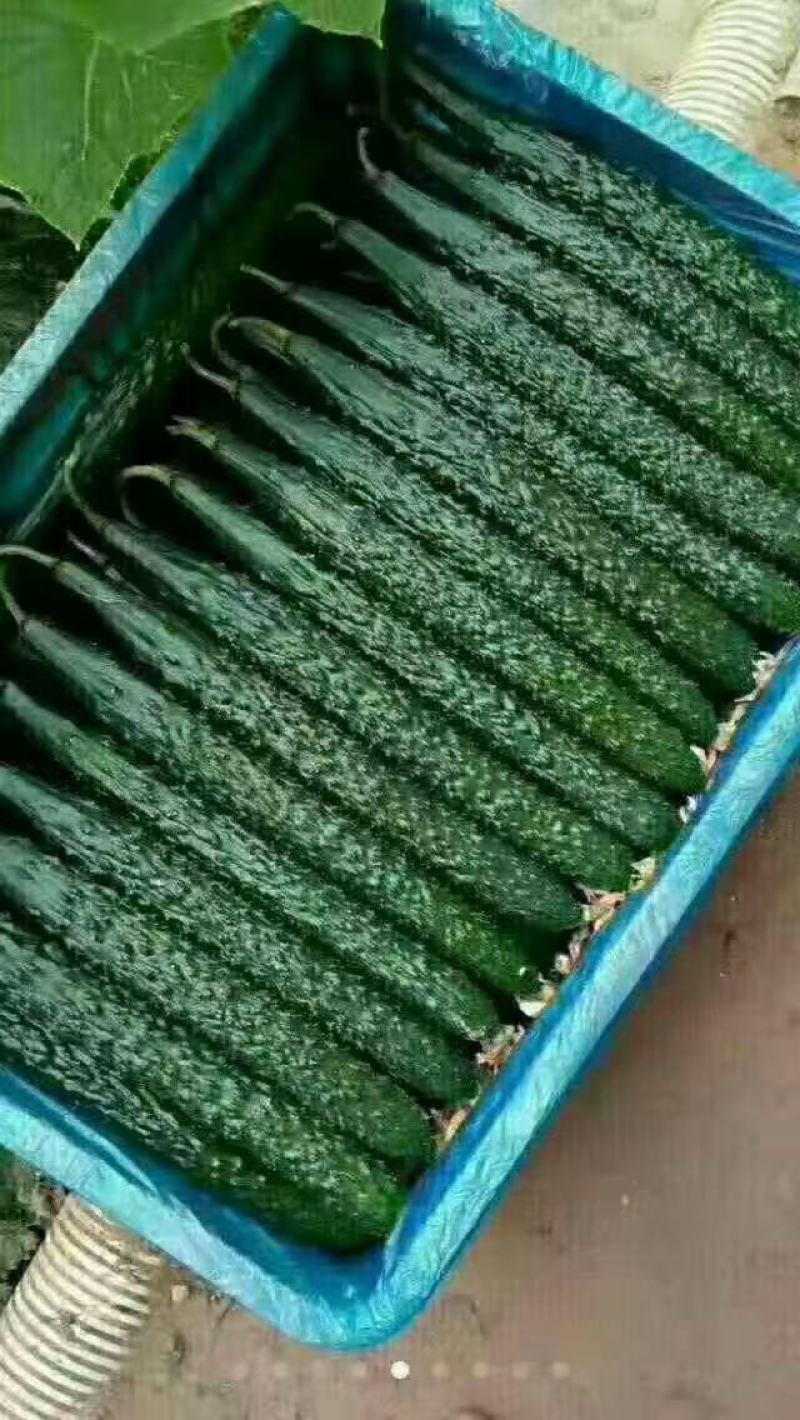 黄瓜